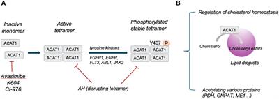 Targeting ACAT1 in cancer: from threat to treatment